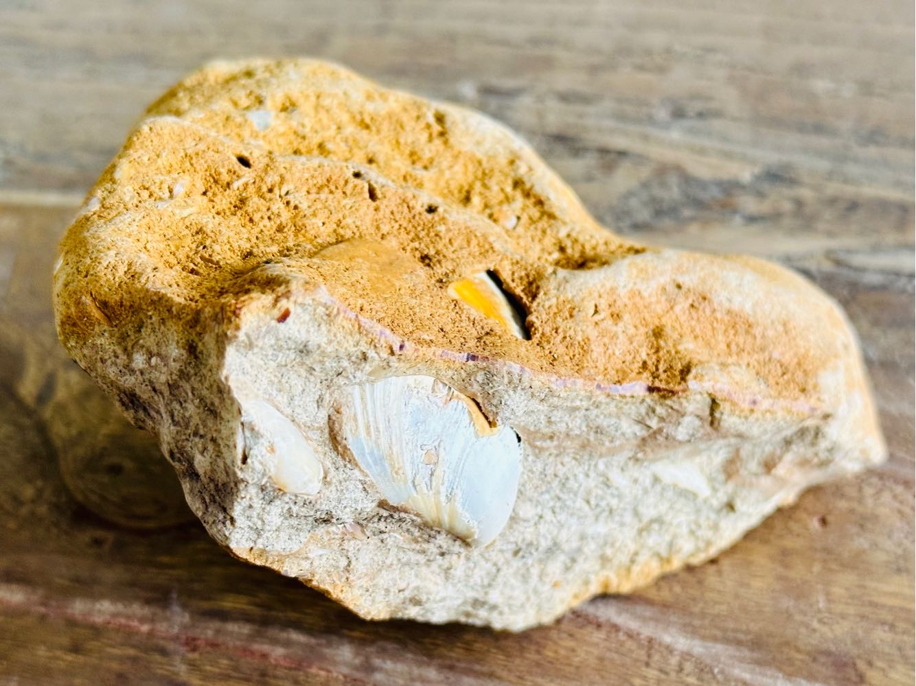 Fossils Shell Fossils for sale in Hartenbos (ID598608303)