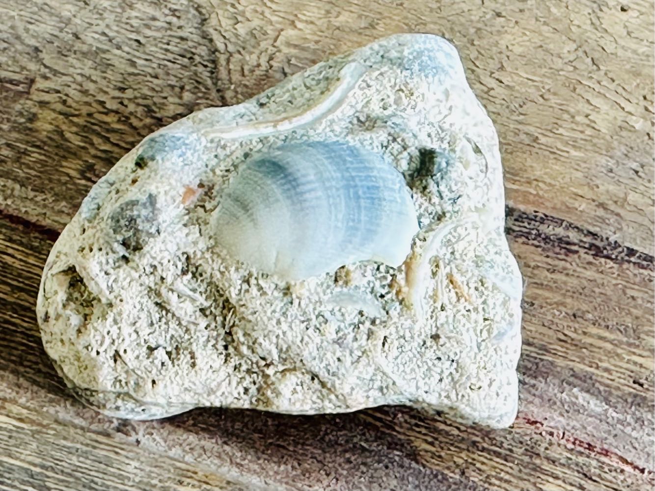 Fossils Shell Fossils for sale in Hartenbos (ID598608303)